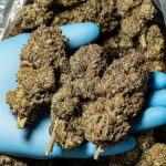Prague’s Cannabis Scene