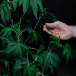 Prague’s Vibrant Cannabis Delivery Service