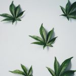 Premium Cannabis Boutique in Prague