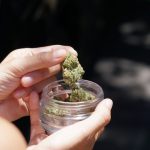 Prague: The New Cannabis Hub