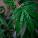 Prague is quickly becoming a hotspot for cannabis enthusiasts