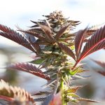 Fast, Reliable, and Discreet THC Vape Delivery in Prague