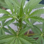 Prague Hemp Shop: Premium Hemp Seeds, Oil, Clothing, and More