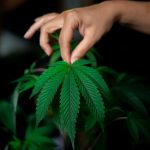 Prague’s Vibrant Nightlife and Cosmopolitan Culture Have Made It a Hub for Cannabis Enthusiasts
