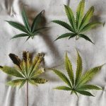 Prague cannabis shop online