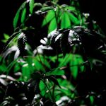 THC Joints in Prague – Buy High-Quality Cannabis Online img-180.jpg