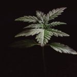 Prague is rapidly becoming a hub for the hemp and cannabis market in the Czech Republic