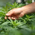 Licensed Cannabis Delivery in Prague