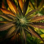 Prague Cannabis Delivery Service