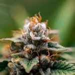 Prague Hemp Shop: Premium Hemp Seeds, Oil, Clothing, and More img-199.jpg