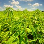 Prague Cannabis Shop: THC Chocolate and More