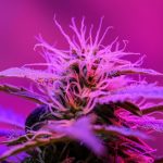 Prague has emerged as a vibrant hub for cannabis enthusiasts