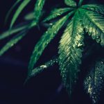 Ultimate Guide to Prague Cannabis Shop Scene