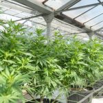 Ultimate Guide to Buying THC Vape in Prague