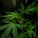 Legal Landscape for Hemp and Cannabis in the Czech Republic