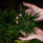 Reliable THC Joint Delivery in Prague