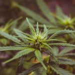 Prague THC joint store guide