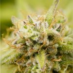 Why Choose Our THC Joint Offers