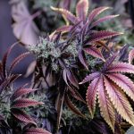 Prague’s Cannabis Scene Is Evolving Fast
