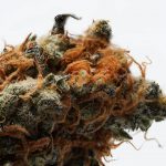 Premium THC Joints Delivered Fast in Prague