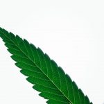 Premium THC Joints in Prague img-2076.jpg