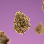 Prague’s most reliable online marketplace for THC‑rich vapes, cannabis oils, and hemp‑derived products