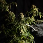 Prague Cannabis Dispensary: Official Legal and Affordable THC Ordering Platform