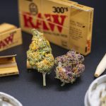 Welcome to the most comprehensive guide to THC chocolates and cannabis edibles in Prague img-2114.jpg