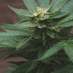 Welcome to the ultimate destination for premium THC joints in Prague