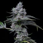 Prague’s thriving cannabis scene is now more accessible than ever thanks to a network of top rated delivery providers that specialize in hemp, cannabis, CBD, and even THC products