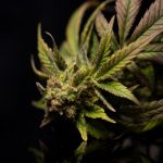 Prague weed prices