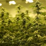 Prague THC Vape Shop – Fast Shipping & Discreet Delivery