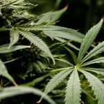 Prague Cannabis Shop: Your Ultimate Guide to Strains, Delivery, and Community