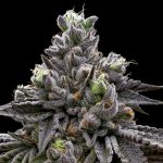 Welcome to the most reliable and affordable cannabis destination in the heart of the Czech Republic