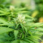 The Prague Hemp Market at a Glance