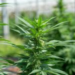 Welcome to the premier destination for high‑quality THC‑infused treats in the heart of Prague