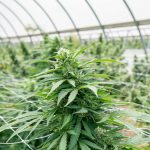 Prague’s Cannabis Scene: Where to Buy THC, Joints, and More