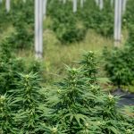 Welcome to the premier destination for cannabis, marijuana, hemp, and THC products in Prague, Czech Republic