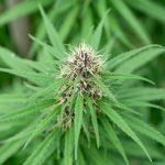 Official THC Vape Menu img-2230.jpg