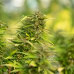 THC Chocolate Delivery in Prague: Legal, Safe, and Convenient