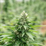 Looking for the best THC joints in Prague? Our online shop offers a curated selection of high‑quality cannabis, marijuana, hemp, and weed products at unbeatable prices.