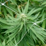 Prague Cannabis Shops: A Comprehensive Guide