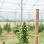 Welcome to the fastest‚ most discreet way to get high‑quality THC vapes‚ e‑liquid‚ and hemp products right to your doorstep in Prague img-2256.jpg