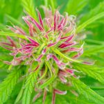 Hemp Delivery Service in Prague