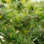 Same Day THC Chocolate Delivery in Prague – Fast & Discreet Cannabis Shop