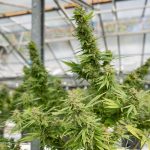Prague Cannabis Laws and Legal Status img-2271.jpg