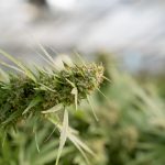 Welcome to your one‑stop online shop for everything hemp‑related in the heart of the Czech Republic img-2281.jpg