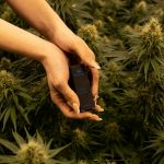 Prague’s Cannabis Scene: Where to Buy THC, Joints, and More