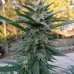 Prague is quickly becoming one of the most vibrant hubs for cannabis enthusiasts in the Czech Republic img-2303.jpg
