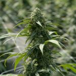 Ultimate Guide to THC Vape Options in Prague
